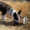 Plastic Fin Cap Pet Travel Water Bottle in Stainless Steel; Small; Silver and Black